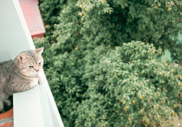 Chú mèo tên Bư nổi tiếng trên MXH bất ngờ qua đời khiến cư dân mạng tiếc nuối - Ảnh 13.
